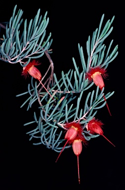 APII jpeg image of Verticordia mitchelliana subsp. implexior  © contact APII