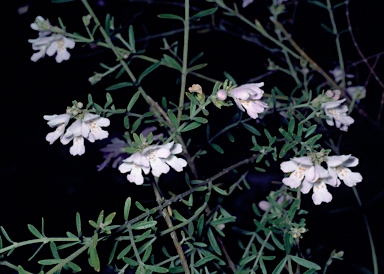 APII jpeg image of Westringia crassifolia  © contact APII