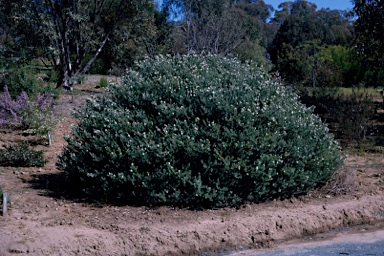 APII jpeg image of Westringia fruticosa  © contact APII