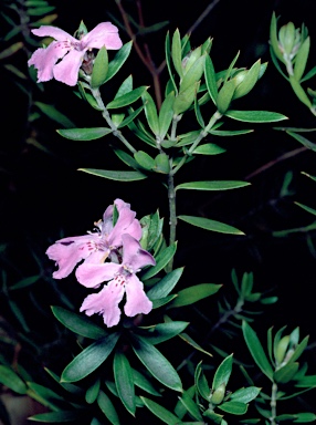 APII jpeg image of Westringia glabra  © contact APII