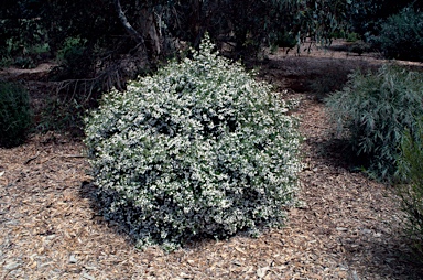 APII jpeg image of Westringia longifolia  © contact APII