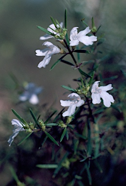 APII jpeg image of Westringia longifolia  © contact APII