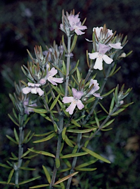 APII jpeg image of Westringia brevifolia  © contact APII