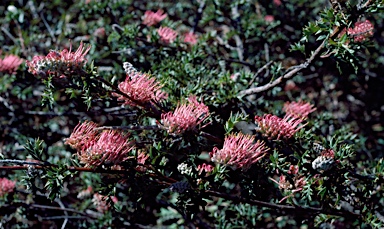 APII jpeg image of Grevillea acanthifolia subsp. acanthifolia  © contact APII