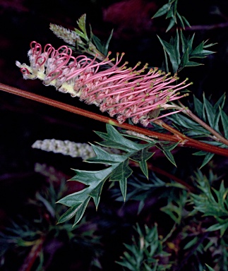 APII jpeg image of Grevillea acanthifolia subsp. acanthifolia  © contact APII