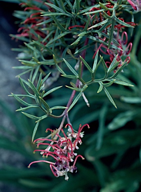 APII jpeg image of Grevillea acanthifolia subsp. stenomera  © contact APII