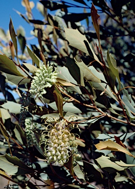 APII jpeg image of Grevillea agrifolia subsp. agrifolia  © contact APII