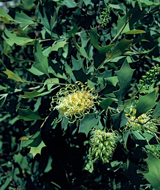 APII jpeg image of Grevillea angulata  © contact APII