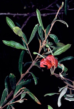 APII jpeg image of Grevillea arenaria subsp. arenaria  © contact APII