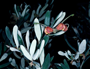 APII jpeg image of Grevillea arenaria subsp. canescens  © contact APII