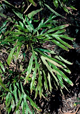 APII jpeg image of Grevillea baileyana  © contact APII