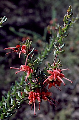 APII jpeg image of Grevillea baueri subsp. asperula  © contact APII