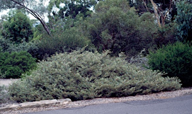 APII jpeg image of Grevillea beadleana  © contact APII