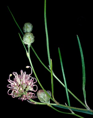 APII jpeg image of Grevillea bracteosa  © contact APII