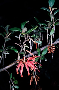 APII jpeg image of Grevillea brevifolia  © contact APII