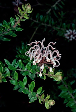 APII jpeg image of Grevillea buxifolia subsp. buxifolia  © contact APII