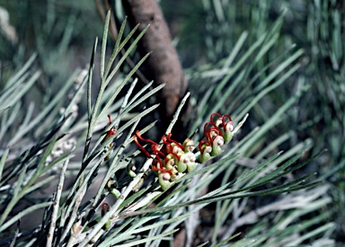 APII jpeg image of Grevillea cagiana  © contact APII