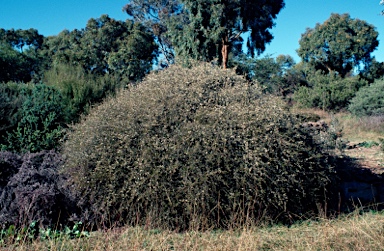 APII jpeg image of Grevillea costata  © contact APII