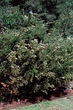 APII jpeg image of Grevillea crithmifolia  © contact APII