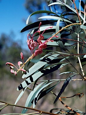 APII jpeg image of Grevillea decurrens  © contact APII