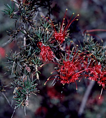 APII jpeg image of Grevillea delta  © contact APII