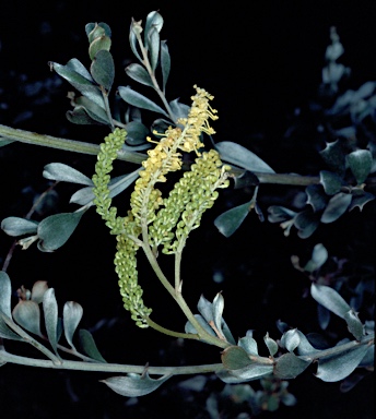 APII jpeg image of Grevillea didymobotrya subsp. involuta  © contact APII