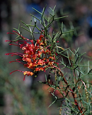 APII jpeg image of Grevillea dielsiana  © contact APII