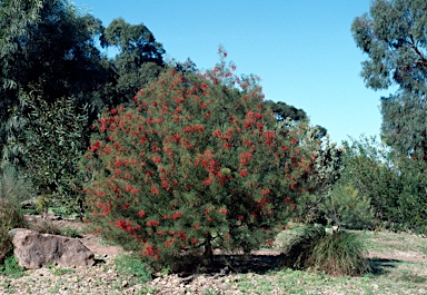 APII jpeg image of Grevillea dielsiana  © contact APII