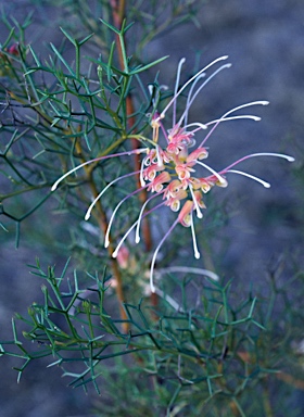 APII jpeg image of Grevillea dielsiana  © contact APII