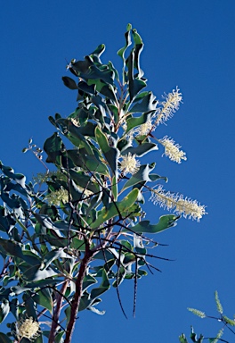 APII jpeg image of Grevillea dimidiata  © contact APII