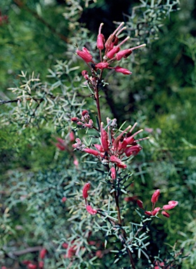 APII jpeg image of Grevillea neodissecta  © contact APII