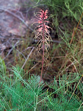 APII jpeg image of Grevillea dryandri subsp. dasycarpa  © contact APII
