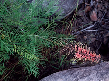 APII jpeg image of Grevillea dryandri subsp. dasycarpa  © contact APII