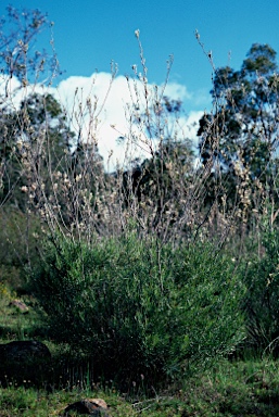 APII jpeg image of Grevillea endlicheriana  © contact APII