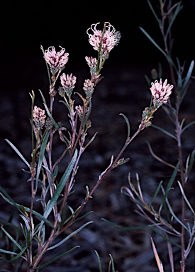 APII jpeg image of Grevillea endlicheriana  © contact APII