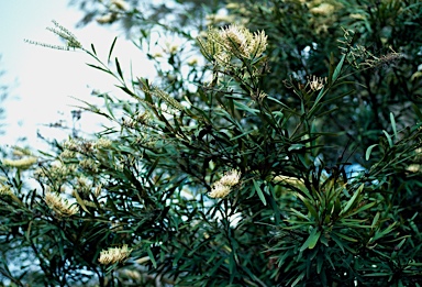 APII jpeg image of Grevillea exul  © contact APII