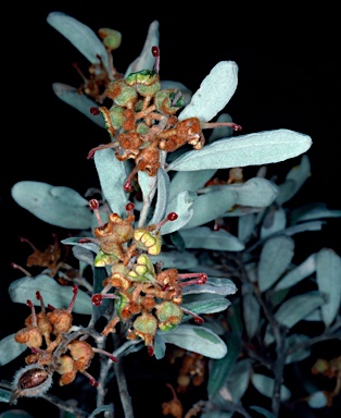 APII jpeg image of Grevillea floribunda subsp. floribunda  © contact APII