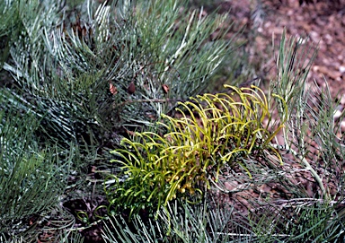 APII jpeg image of Grevillea formosa  © contact APII