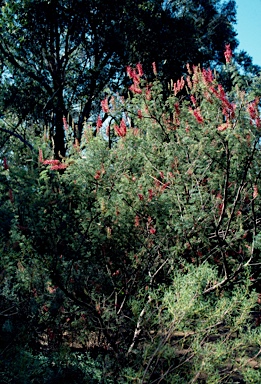 APII jpeg image of Grevillea georgeana  © contact APII