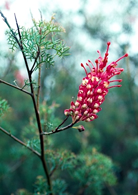 APII jpeg image of Grevillea georgeana  © contact APII