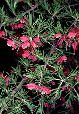 APII jpeg image of Grevillea rosmarinifolia subsp. glabella  © contact APII