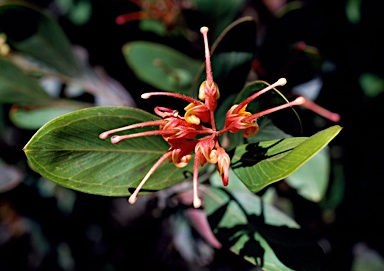 APII jpeg image of Grevillea glossadenia  © contact APII