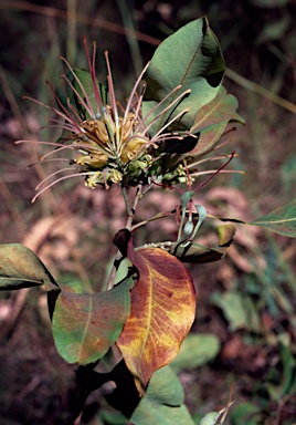 APII jpeg image of Grevillea pluricaulis  © contact APII