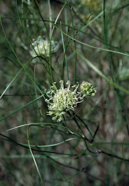 APII jpeg image of Grevillea hakeoides subsp. stenophylla  © contact APII