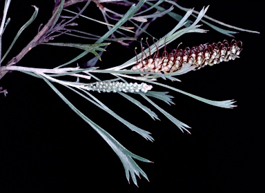 APII jpeg image of Grevillea hookeriana subsp. apiciloba  © contact APII