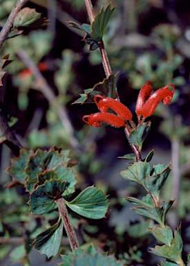 APII jpeg image of Grevillea infundibularis  © contact APII