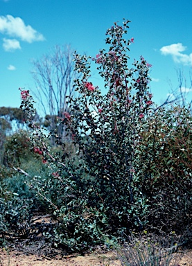 APII jpeg image of Grevillea insignis subsp. insignis  © contact APII