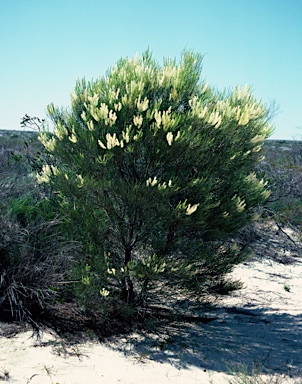 APII jpeg image of Grevillea biformis subsp. biformis  © contact APII