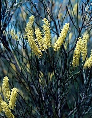 APII jpeg image of Grevillea didymobotrya subsp. involuta  © contact APII