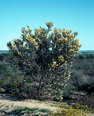 APII jpeg image of Grevillea integrifolia  © contact APII